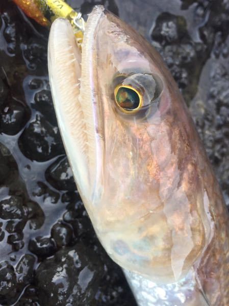 体と口の割合で口の割合が大きい魚は何ですか 魚の骨格標本を作って Yahoo 知恵袋