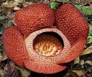 女の子の名前で しゅうか は珍しいですか 変わった名前を付けたい訳では Yahoo 知恵袋