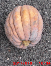 南瓜の種は 水に沈んだものしか発芽しないでしょうか 父が趣味で野菜を色々と作 Yahoo 知恵袋