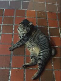 ネコが大きくなるのには体質ですか 顔や身体の大きなニャ Yahoo 知恵袋