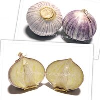 にんにくの種類にも らっきょうや玉ねぎ見たいな物もあるんですか Yahoo 知恵袋