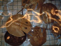 カブトガニの質問です カブトガニは食べることはできますか カブトガニは食 Yahoo 知恵袋