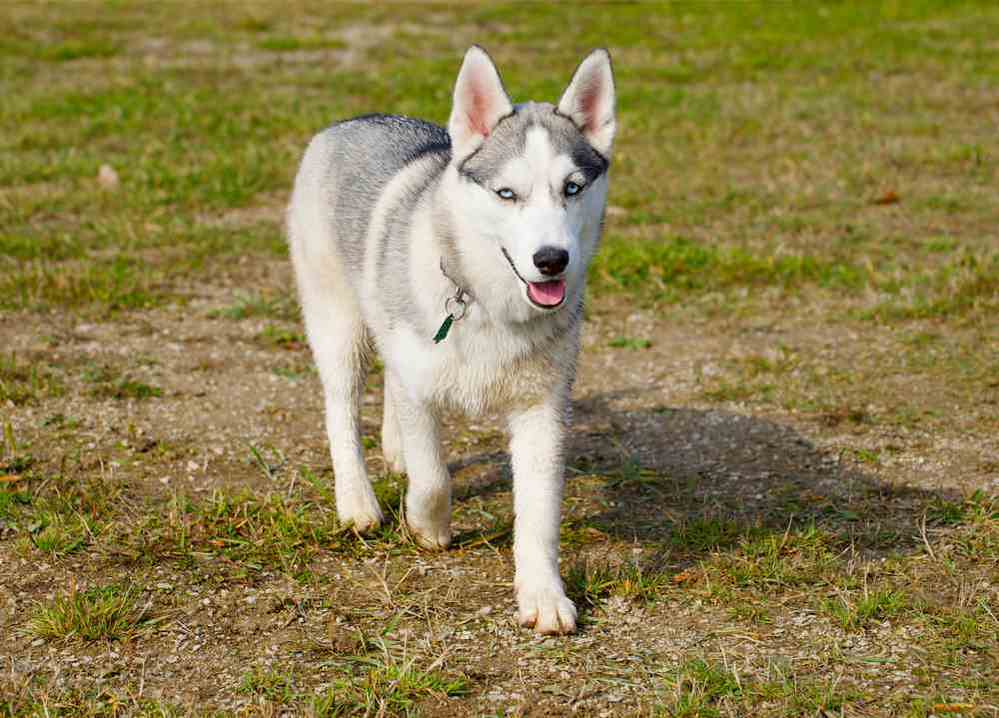 この犬の犬種 なにか教えてくれませんか めちゃくちゃ可愛くてか Yahoo 知恵袋