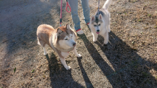 この犬の犬種 なにか教えてくれませんか めちゃくちゃ可愛くてか Yahoo 知恵袋