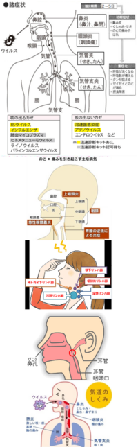 風邪を引く方法ないですか ガラガラ声もしくは鼻声になりたいです 私は滅多 Yahoo 知恵袋