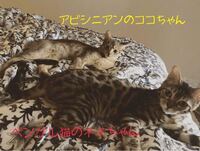 ジェジュンさんが飼っている猫ちゃん インスタに上がっている の種類 Yahoo 知恵袋