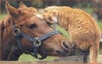 猫と馬は性格的には相性良いですか 乗馬クラブによくいます 比較的どの馬 Yahoo 知恵袋