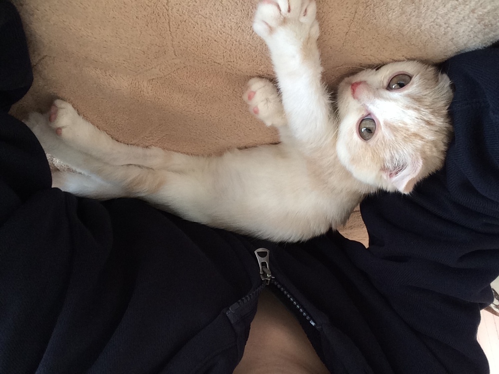 子猫のスコティッシュフォールドは人間にはなつかないですよね 私は Yahoo 知恵袋