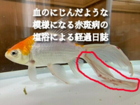 金魚の尾びれにブラッドストリークができ 血豆のようになっている 閲覧いただき Yahoo 知恵袋