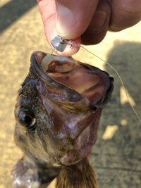 カサゴの毒の有る無し カサゴは釣り人生の中でも結構数多く釣っていま Yahoo 知恵袋