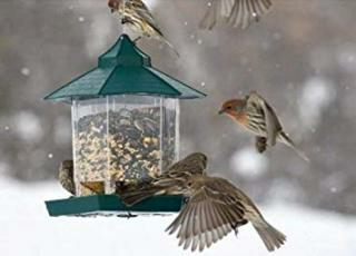 野鳥への餌付けはしても良いですか 庭に餌台を設置したい Yahoo 知恵袋