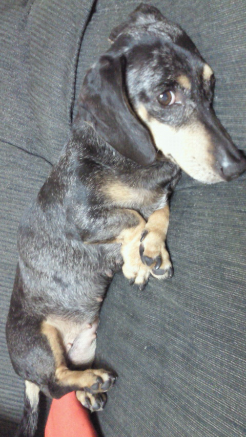 この犬は何という犬種ですか Yahoo 知恵袋