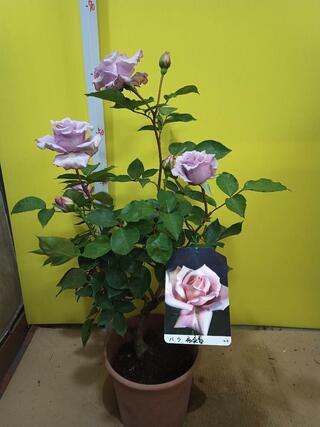 夜来香という薔薇の鉢植えを買いました 今は6号鉢に入ってお Yahoo 知恵袋