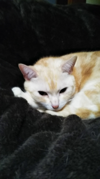 ちゃおちゅ るは なぜ 猫に大人気になってますか 猫は嗅覚が強く Yahoo 知恵袋