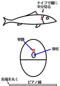 大型青物の締め方 持ち帰り方について教えてください 今年は地磯ショ Yahoo 知恵袋