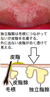 欠点 アルファベット 夏 フォアダイス 唇 治療 ワセリン Fhaj Jp