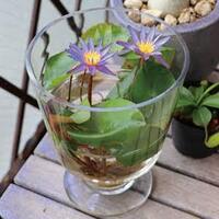 下記の特徴をもつ蓮 ハス の種を探しています 卓上でも育てられる Yahoo 知恵袋