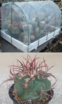 サボテンのテロカクタスが好きで とりわけ紅鷹がとても気に入っていて いつかは自 Yahoo 知恵袋