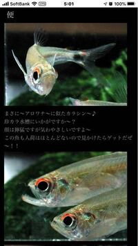 熱帯魚のベタって顔がアロワナに似てませんか こんにちは もっと似てい Yahoo 知恵袋