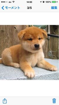 柴犬を飼う予定ですが 初期費用は大体いくらぐらいしましたか Yahoo 知恵袋