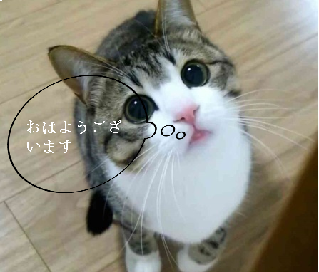 ねこのかわいい顔文字を教えてください！ - ฅu2022ωu2022ฅﾆｬﾆｬｰﾝ 