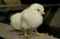 yahoo 知恵袋 yahoo japan