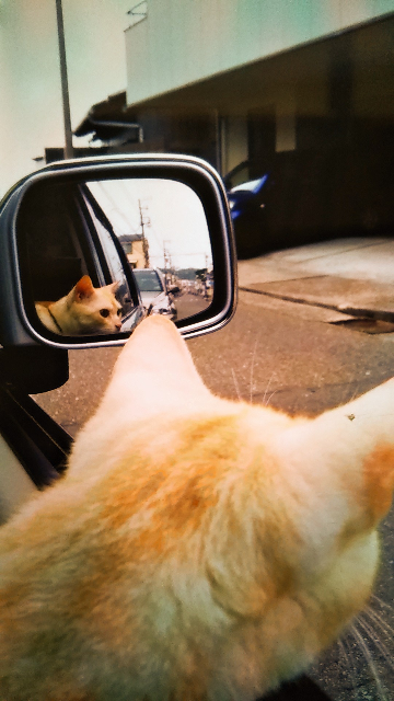 猫のお尻をぽんぽんするとお尻から臭い匂いがします。おならをしてい 