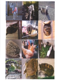 突然ですが皆さんの可愛い可愛いペット自慢大会を開きたいと思います ワンちゃ Yahoo 知恵袋