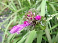 ヒメオドリコソウという植物についてなんですが 昔この植物のピンクの花みたいな部 Yahoo 知恵袋