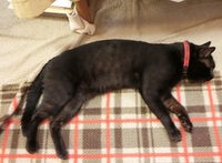 黒い虎猫は珍しいですか Yahoo 知恵袋