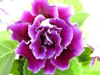 グロキシニアの栽培について夏越しの方法 置き場 温度 日照などについて教えて欲 Yahoo 知恵袋