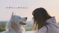 Acジャパンのcmに出ている白いワンちゃんの犬種を教えてください Yahoo 知恵袋