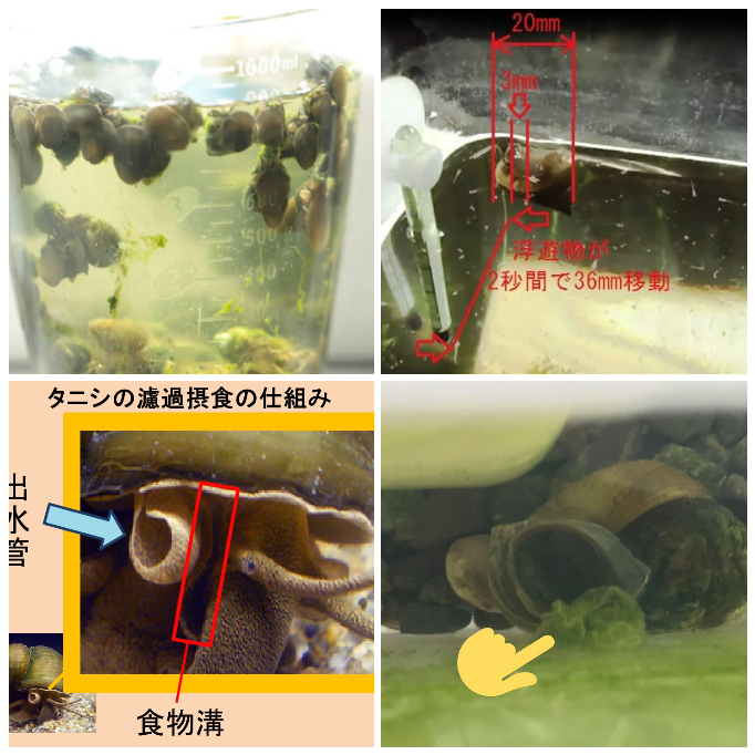 最近ヒメタニシを飼い始めました ヒメタニシが水面近くで謎の Yahoo 知恵袋