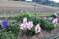 ヒヤシンスの球根を昨年買って 冷蔵庫に入れて忘れていました 今年の冬 水栽培し Yahoo 知恵袋