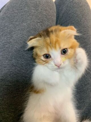子猫をこわがる先住猫 先住猫はマンチカン6歳 昨日ブリ Yahoo 知恵袋