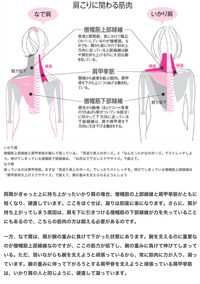 なで肩を改善することは可能ですか 少しでも改善したいので 何か Yahoo 知恵袋