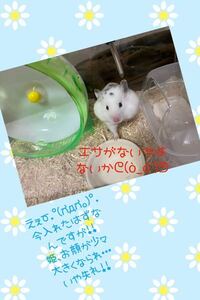 ネコ科最強はライオンかトラかどちらですかね Yahoo 知恵袋