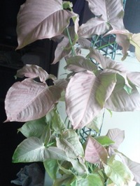 ダイソーのシンゴニウムを買いました ですが植物を育てた経験があまり Yahoo 知恵袋