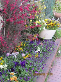 ガーデニング未経験でしたが 花壇にパンジーを植えることになり Yahoo 知恵袋