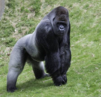 ツキノワグマは他の動物と比べたらどの程度の強さ何ですか 中堅クラスぐらい Yahoo 知恵袋