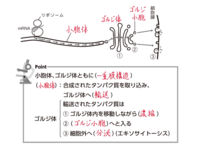 ゴルジ体がつくるものは何でしょうか 教えてください 空欄34は Yahoo 知恵袋