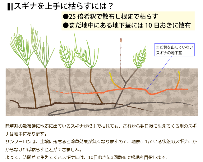 家の垣根のところにつくしが大量に生えています つくし スギナだと聞きました Yahoo 知恵袋