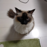 ラグドールを飼おうかと考えています 私以外の家族は猫の Yahoo 知恵袋