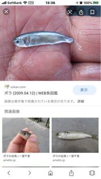 この稚魚は何の魚ですか 川の河口の淀みで群れてました Yahoo 知恵袋