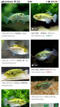 30cmキューブ水槽で1匹で飼える魚おすすめを教えてください ベタ以外 Yahoo 知恵袋