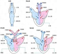 哺乳類と爬虫類の呼吸の方法において何か違いはありますか 両方と Yahoo 知恵袋