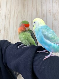 コザクラインコはラブバードで飼い主に懐くと言われますが 嫌いな相 Yahoo 知恵袋