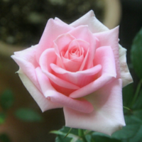 ピンクの花の花言葉を教えてください ピンク色 ショッキングピンク Yahoo 知恵袋
