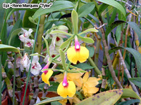 蘭のカトレアについて質問 開花期間は何日くらいか教えて下さい 胡蝶蘭のよう Yahoo 知恵袋