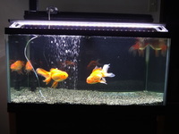60cm水槽で金魚を飼うなら何匹まででしょうか Yahoo 知恵袋